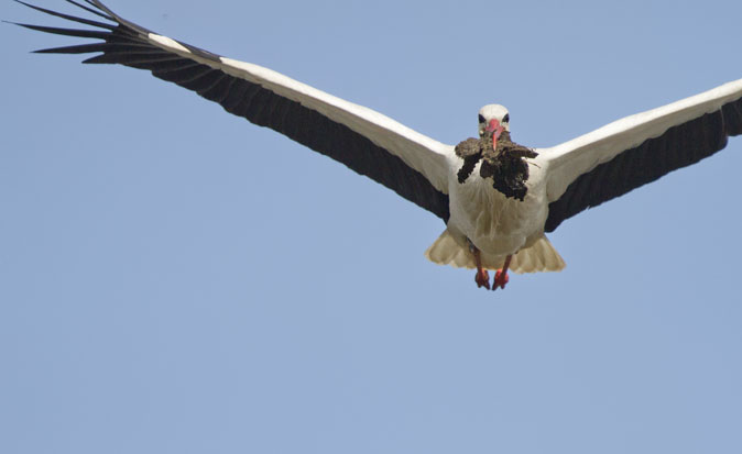 Ooievaar met nestmateriaal